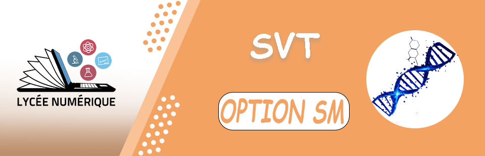 SVT – Option SM