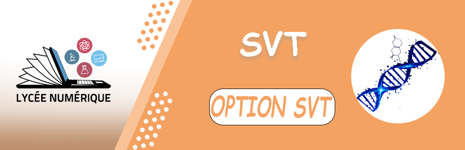 SVT – Option SVT